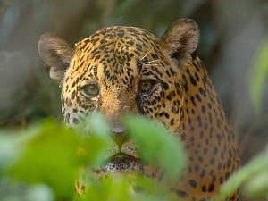 Südamerika - Peru - Manu Nationalpark - Jaguar by Meseontour      (creative commons)