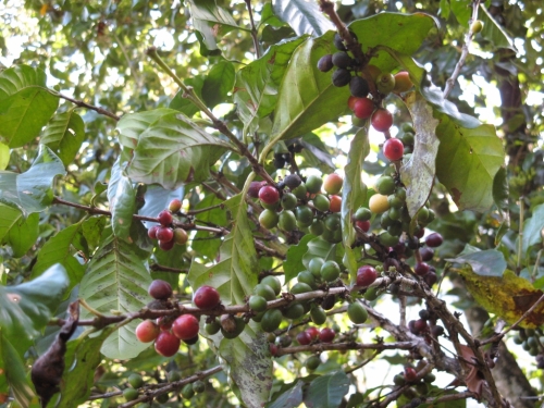 Coffea canephora.