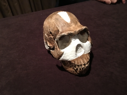 Homo naledi skull replica.